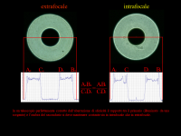 Diapositiva5.PNG