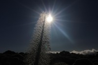 Tajaste al sorgere del Sole