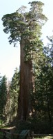 General Grant Sequoia Tree - Kings Canyon NP (mosaico di tre immagini)