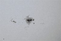 Sole 11ago2024 Celestron C8 f10, Canon 6D 203x un125s 100iso 08h39m .jpg