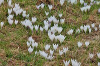 fiori_asiago.jpg