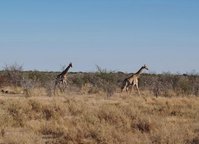 giraffe in corsa