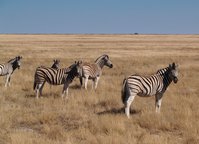 zebre al pascolo nel parco di Etosha