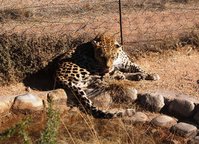 Lisa, la leopardessa solitaria