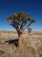 uno strano albero nel deserto del Namib