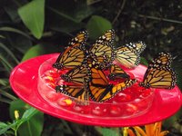 mariposasclaudia.jpg