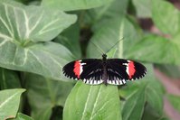 mariposa.jpg