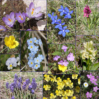 fiori_fv.jpg