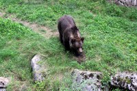 orso.jpg