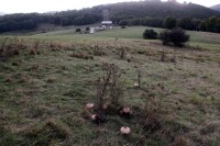 lecesefunghi.jpg