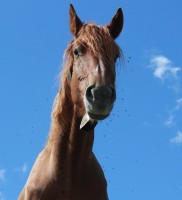cavalloemosche.jpg